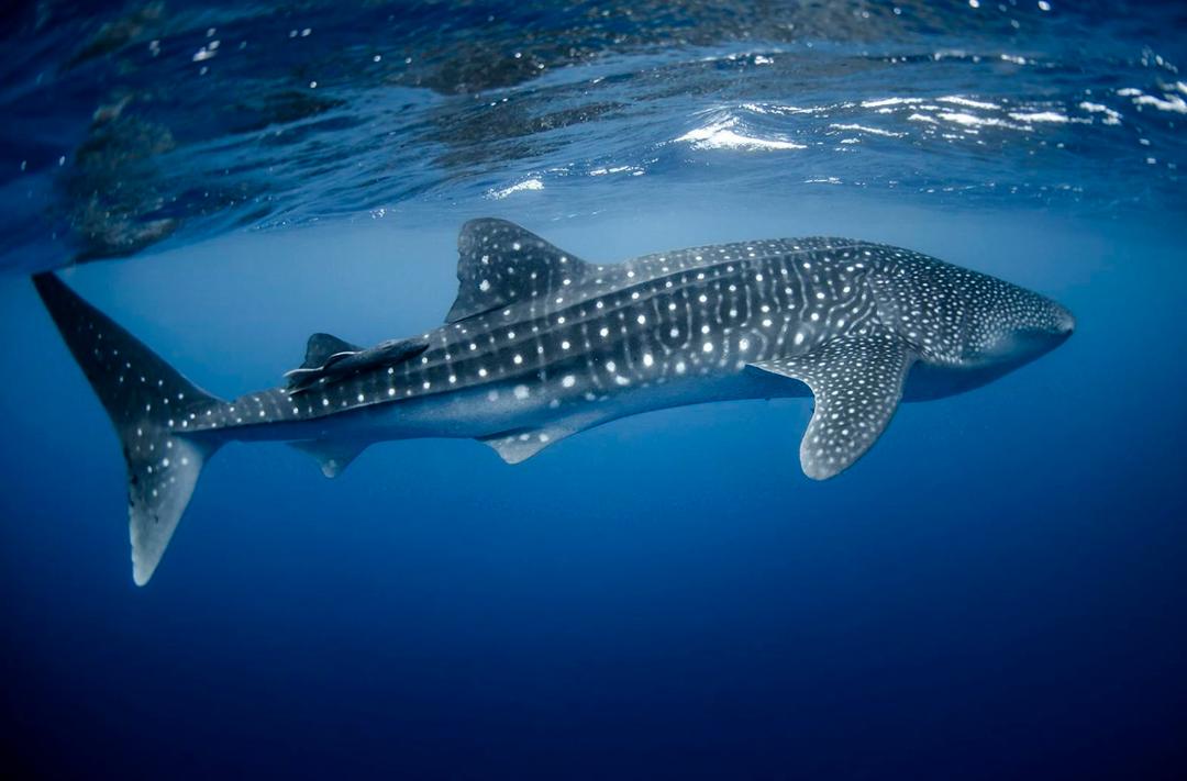 Swim With Whale Sharks In Isla Mujeres - GLUUP