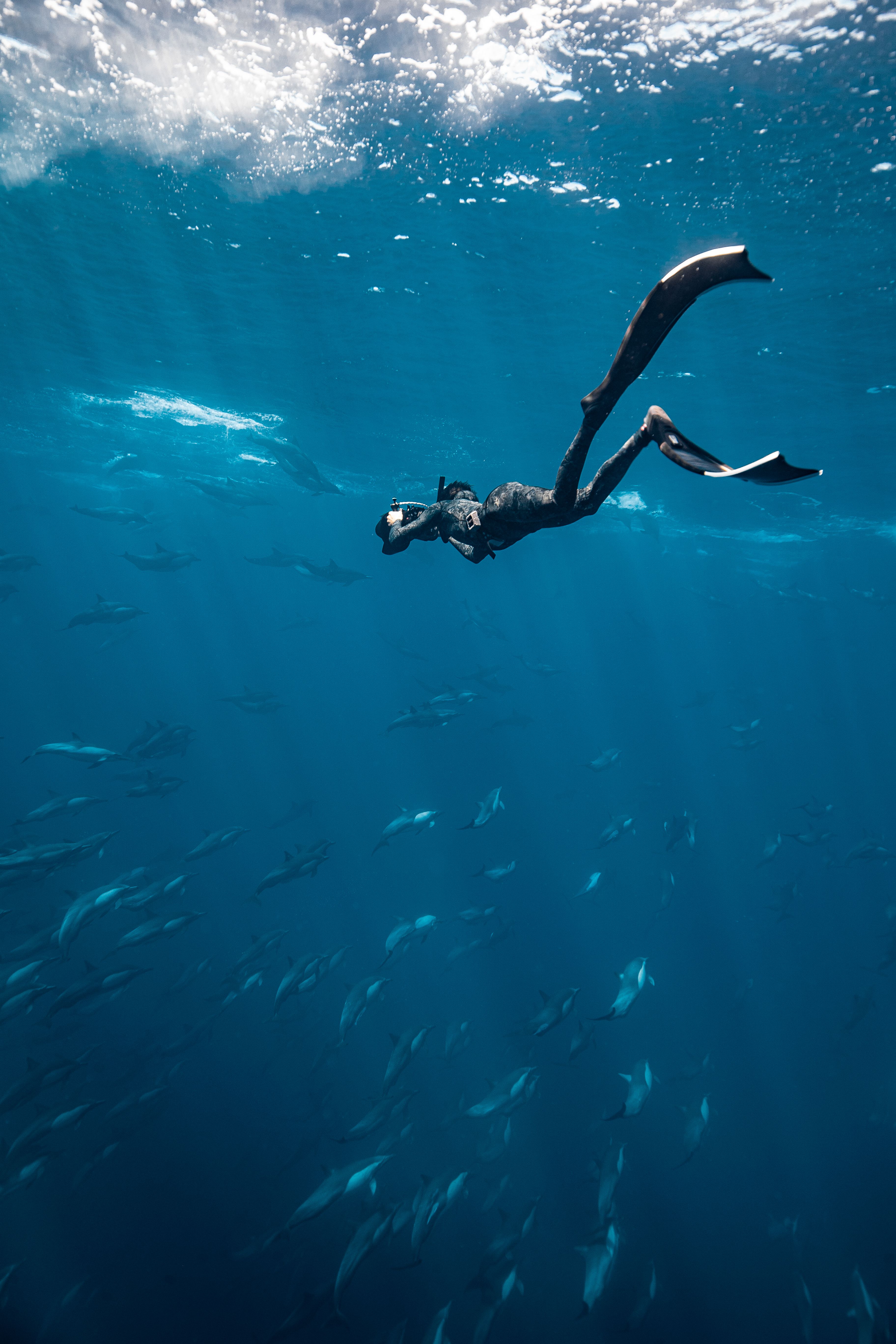 Bahía Magdalena Sardine Run – Liveaboard Expedition 4