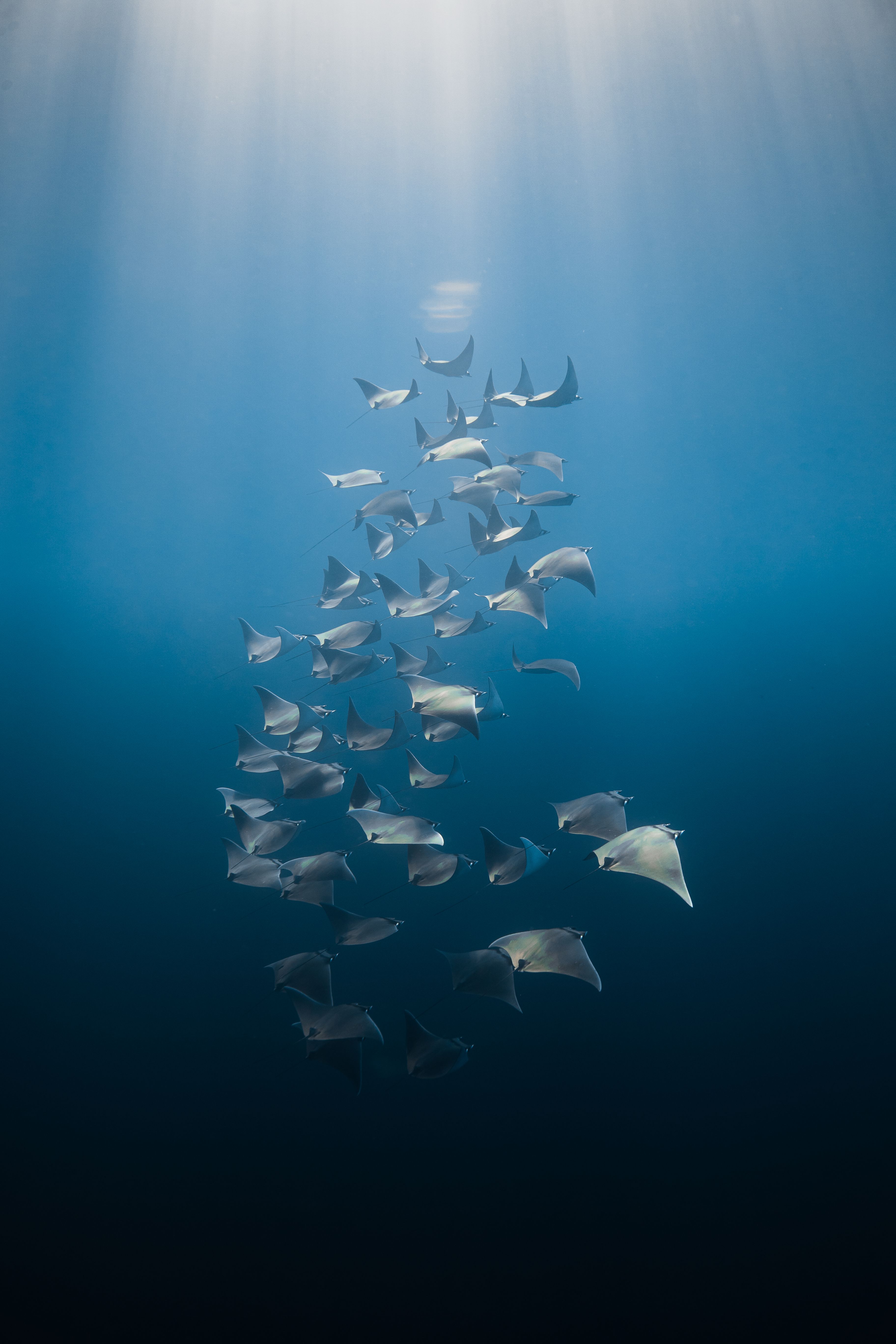 Bahía Magdalena Sardine Run – Liveaboard Expedition 5