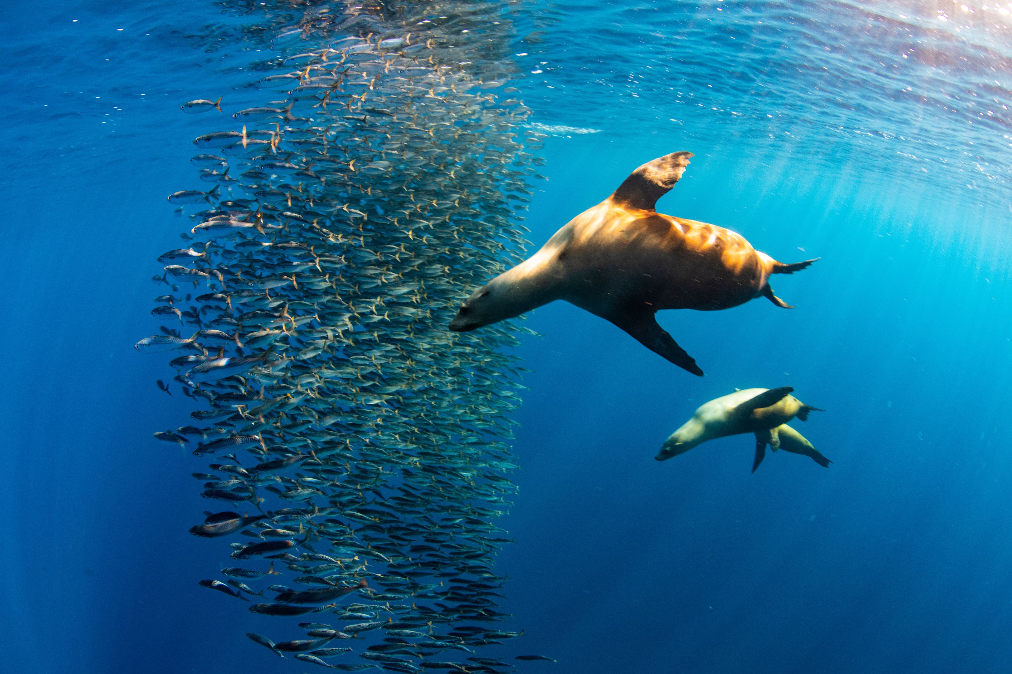 Bahía Magdalena Sardine Run – Liveaboard Expedition 3