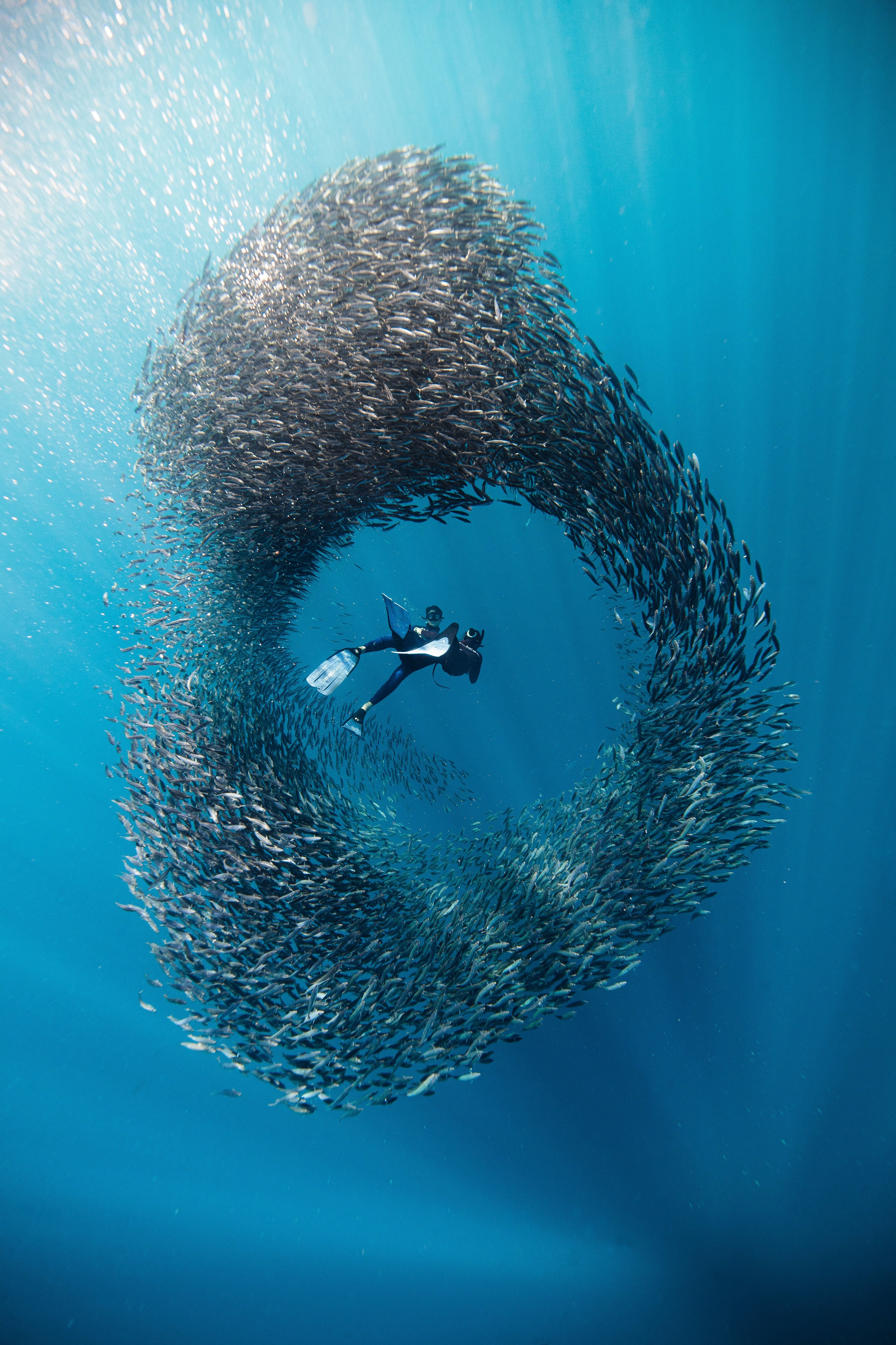 Bahía Magdalena Sardine Run – Liveaboard Expedition 6