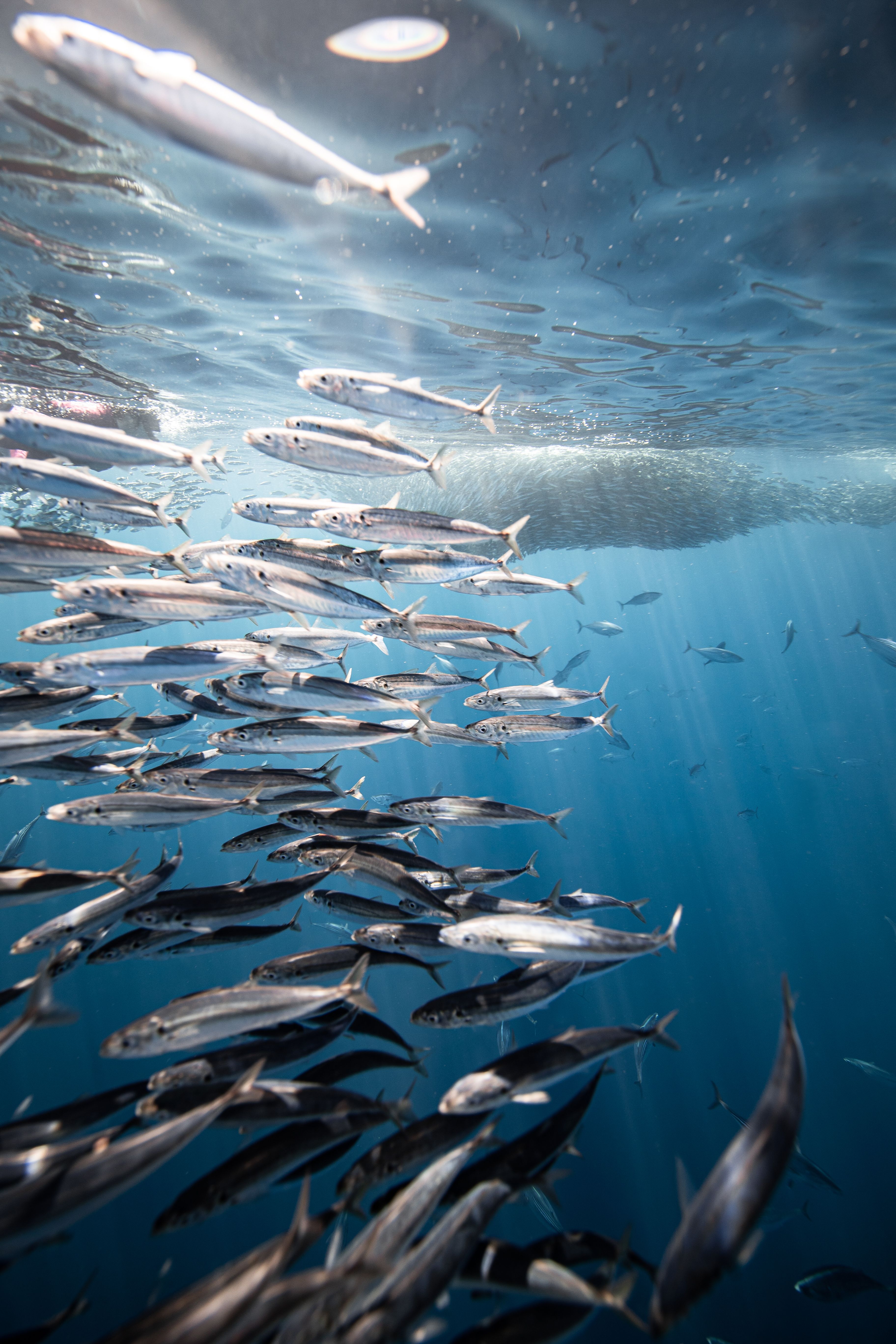 Bahía Magdalena Sardine Run – Liveaboard Expedition 7