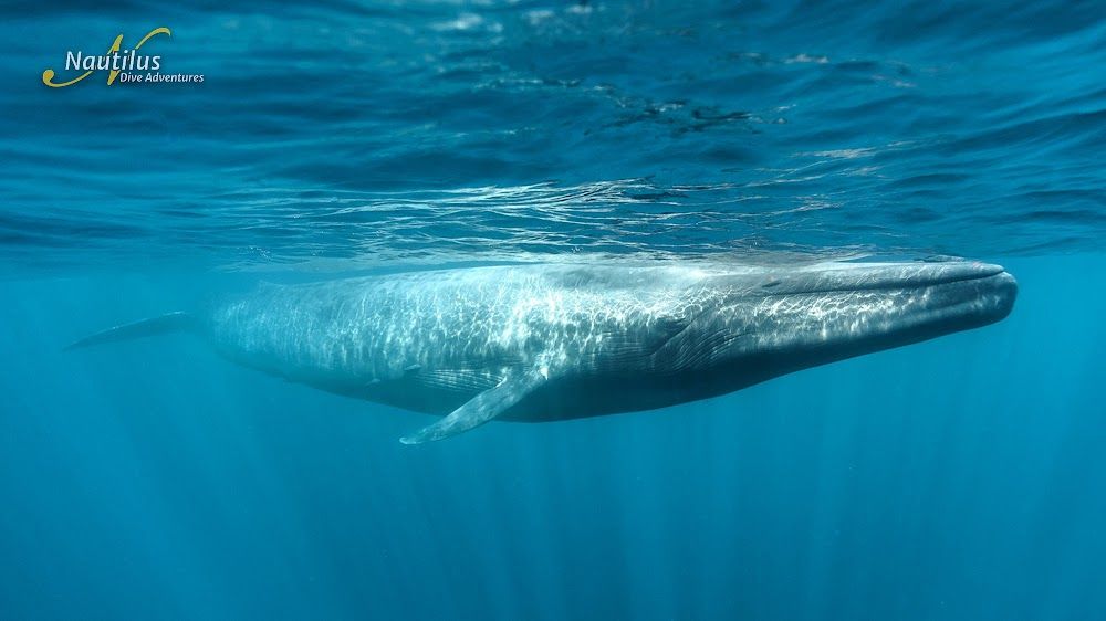 Ultimate Whale Shark Expedition en el Mar de Cortés 7