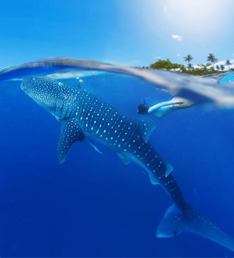 Tour Privado de Nado con Tiburones Ballena desde Isla Mujeres 2