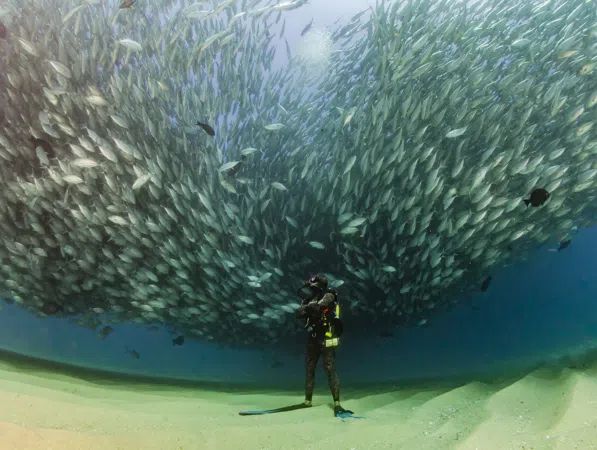 Diving In Cabo Pulmo From Cabo San Lucas