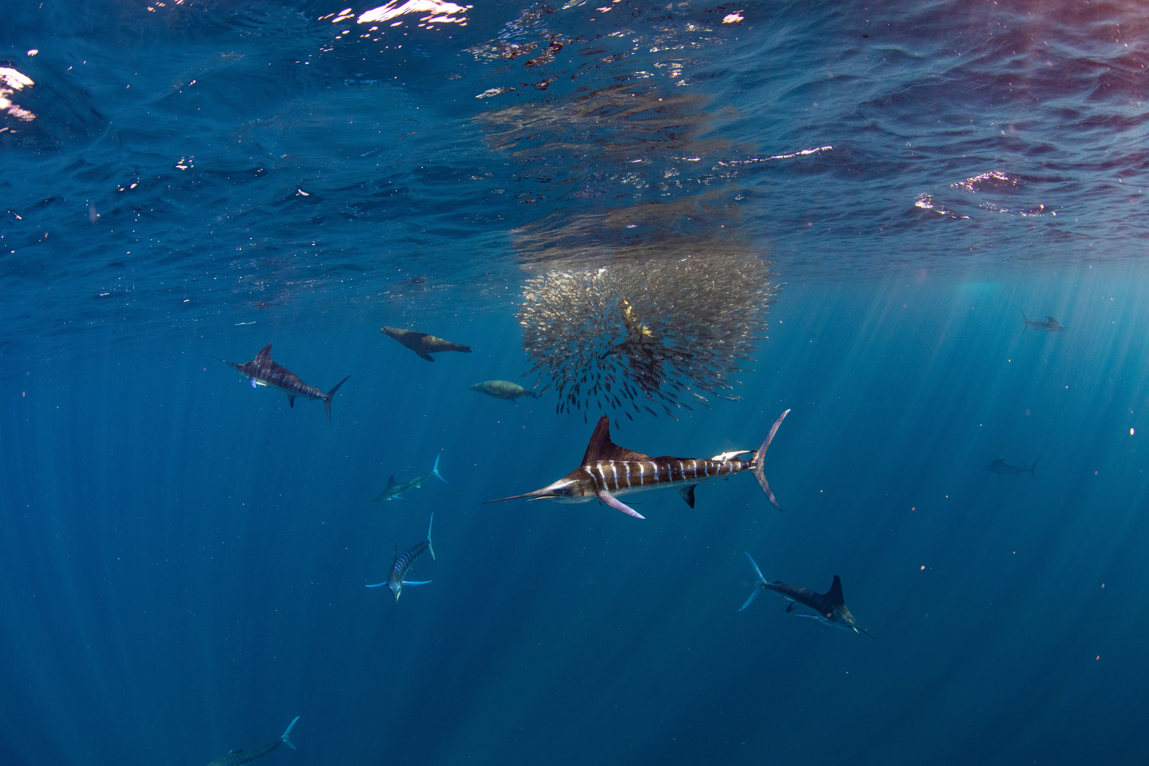 Magdalena Bay Sardine Run – Liveaboard Expedition 1