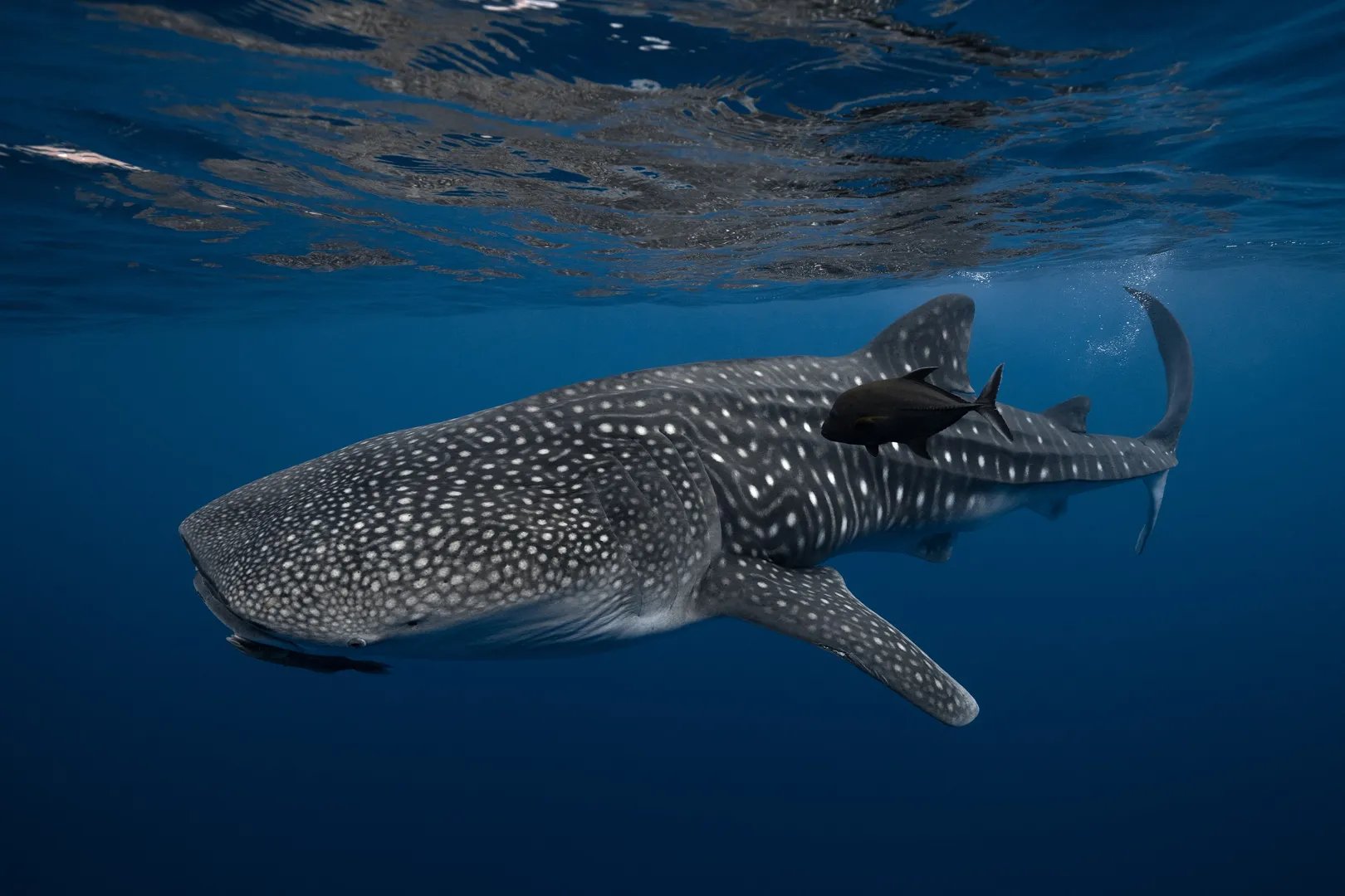 Nado con Tiburones Ballena - La Paz 1
