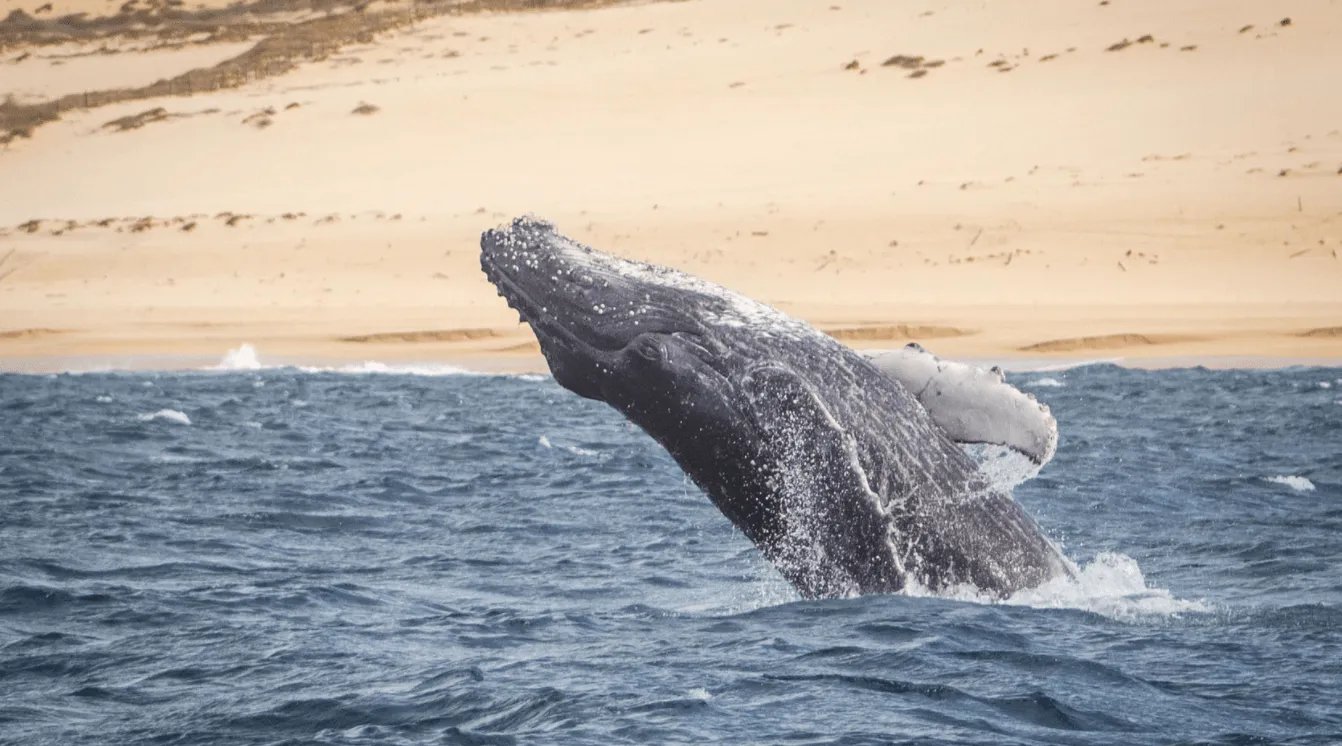 Tour De Avistamiento de Ballenas Y Visita Al Arco - Cabo San Lucas 1