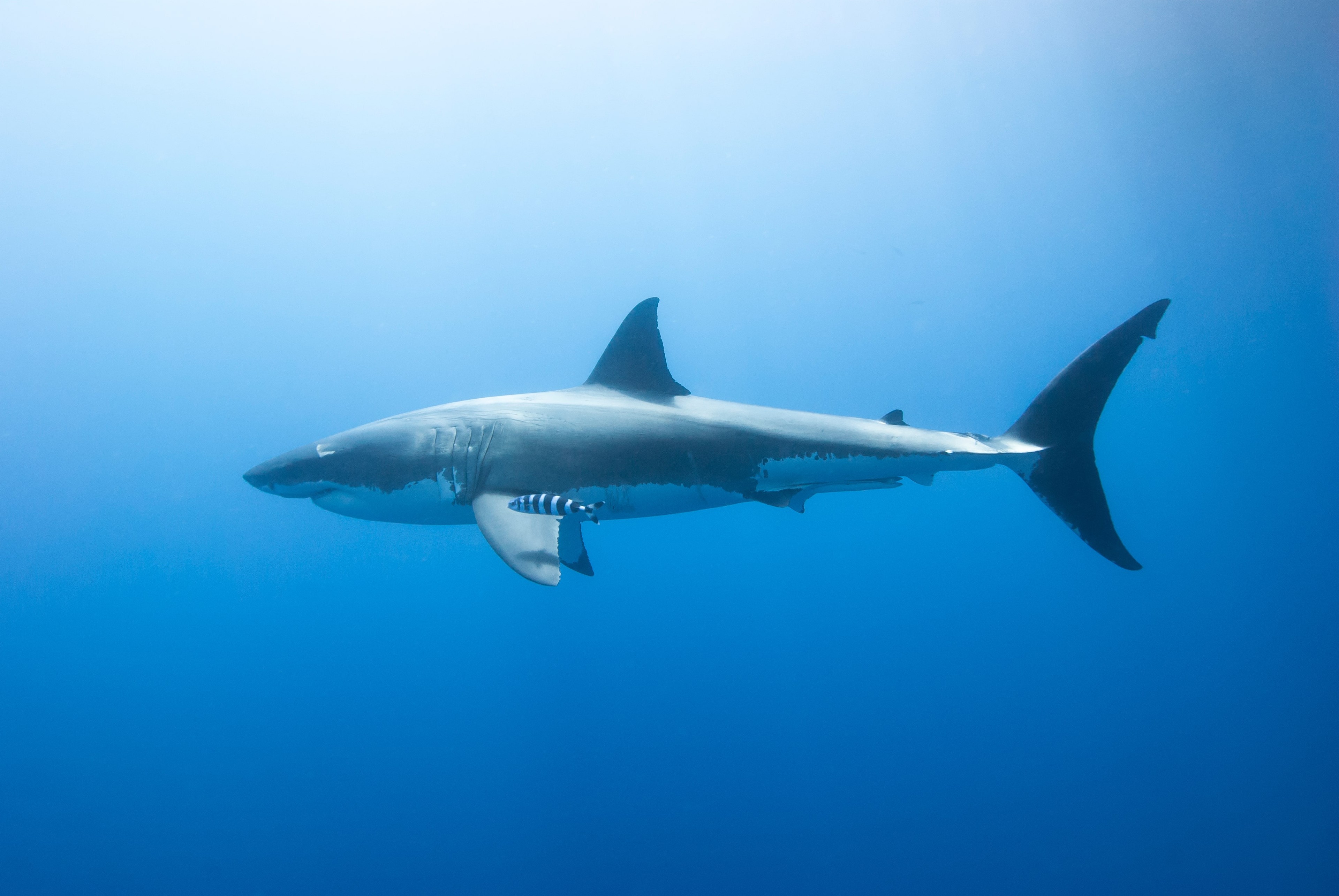 Isla Guadalupe