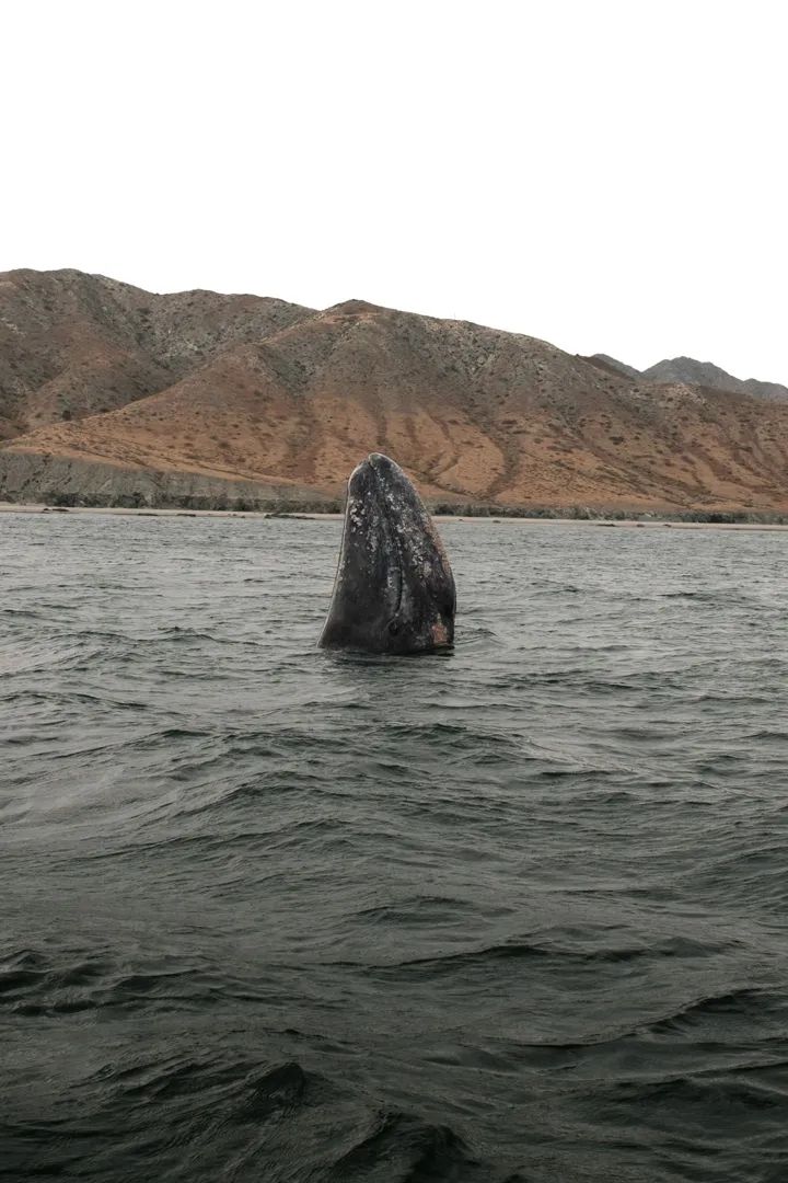 Ballenas Grises: Expedición Bahía Magdalena 5