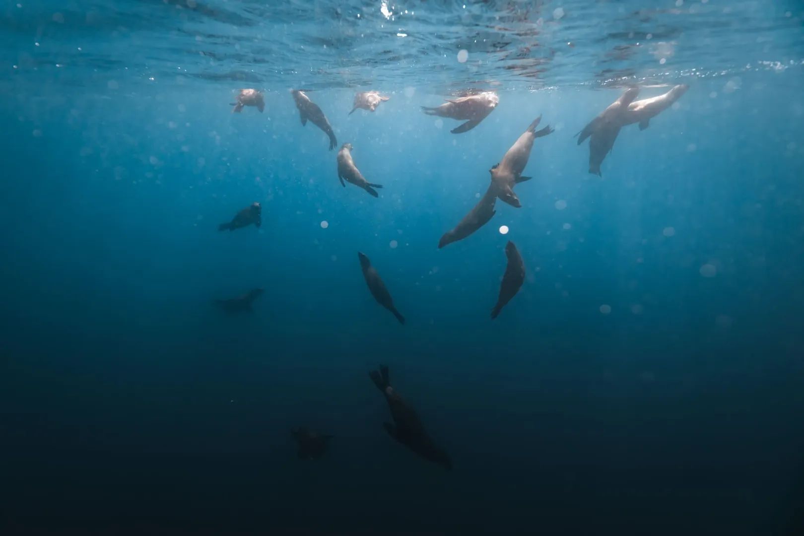 Ballenas Grises: Expedición Bahía Magdalena 4