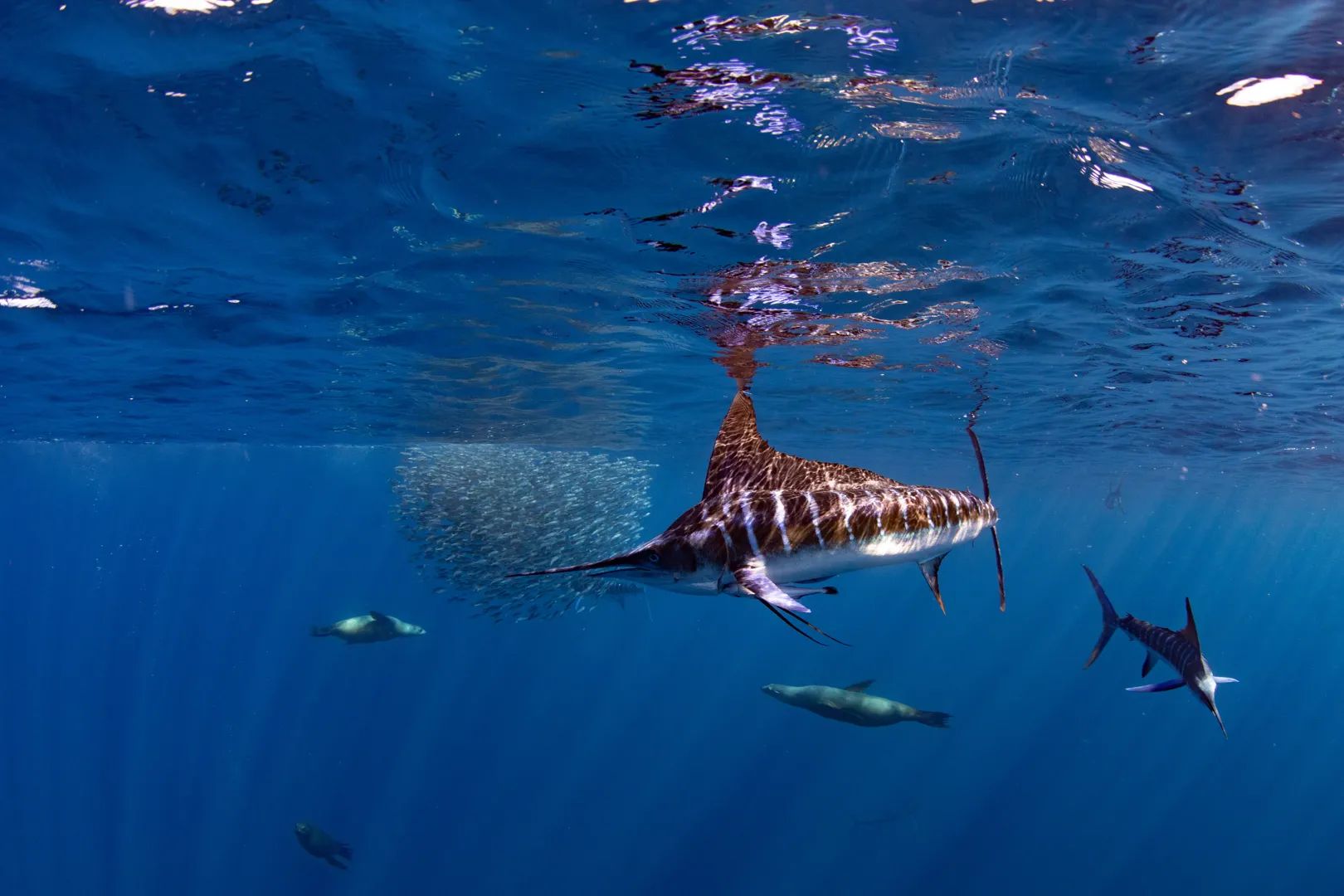 Marlins y Cetáceos en Bahía Magdalena 9