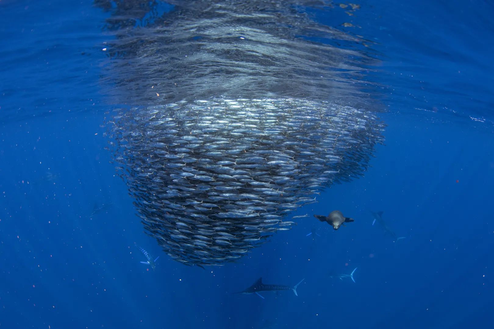 Marlins y Cetáceos en Bahía Magdalena 11