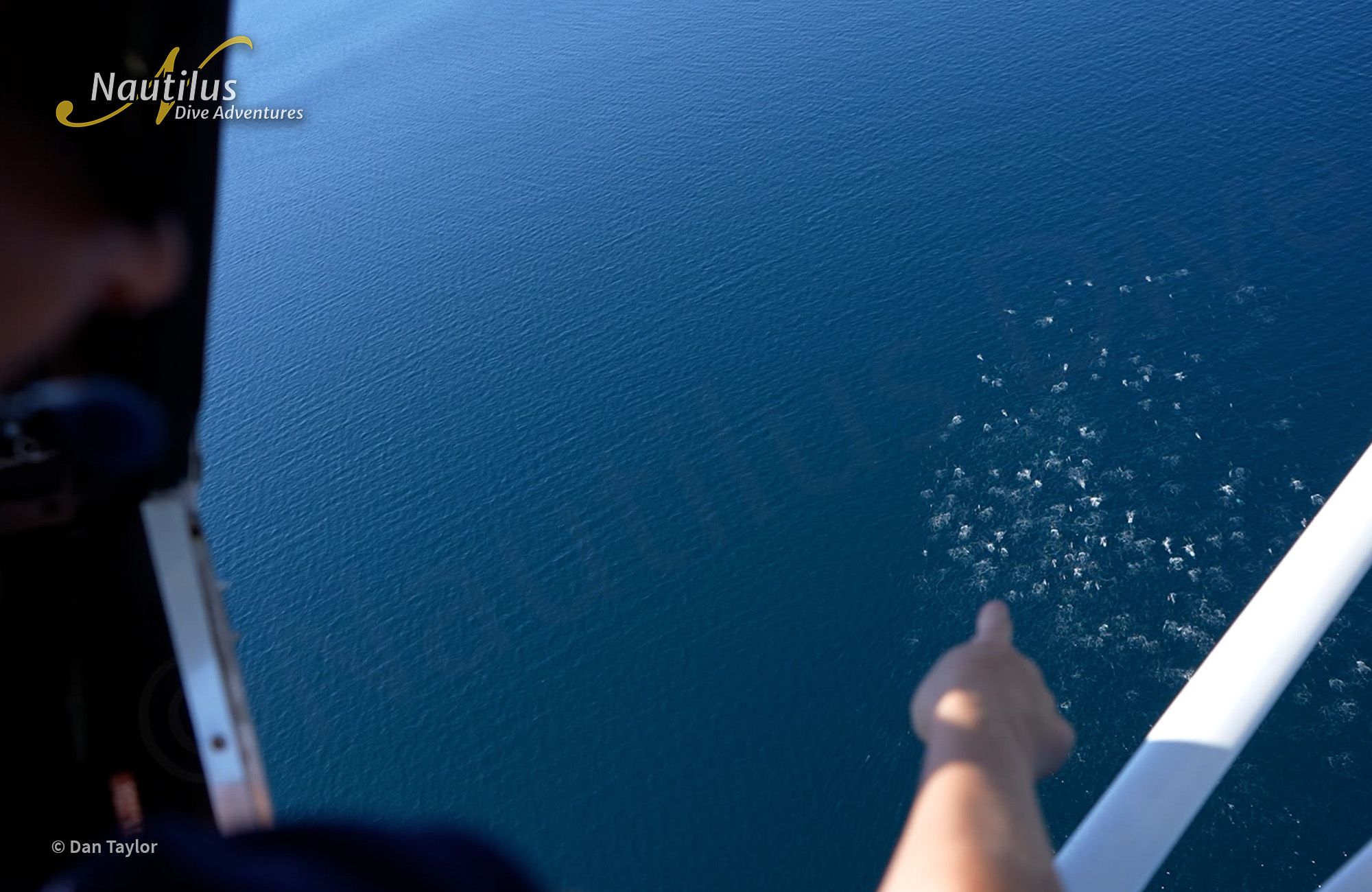 Mobulas, Cetaceans, and Orcas - Sea of Cortez 7