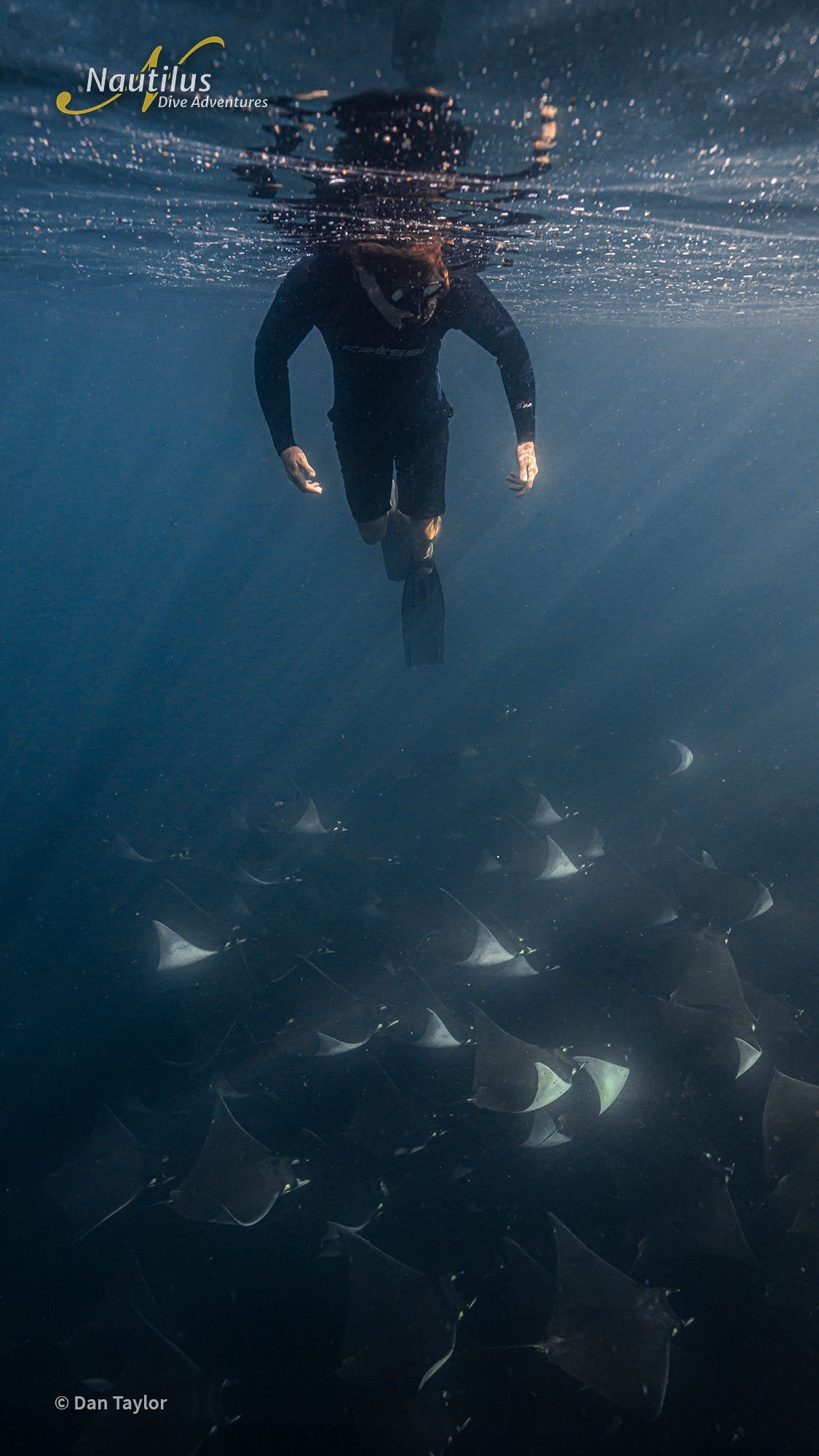 Mobulas, Cetaceans, and Orcas - Sea of Cortez 10