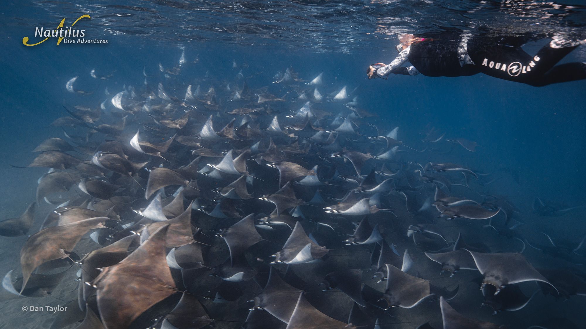 Mobulas, Cetaceans, and Orcas - Sea of Cortez 2