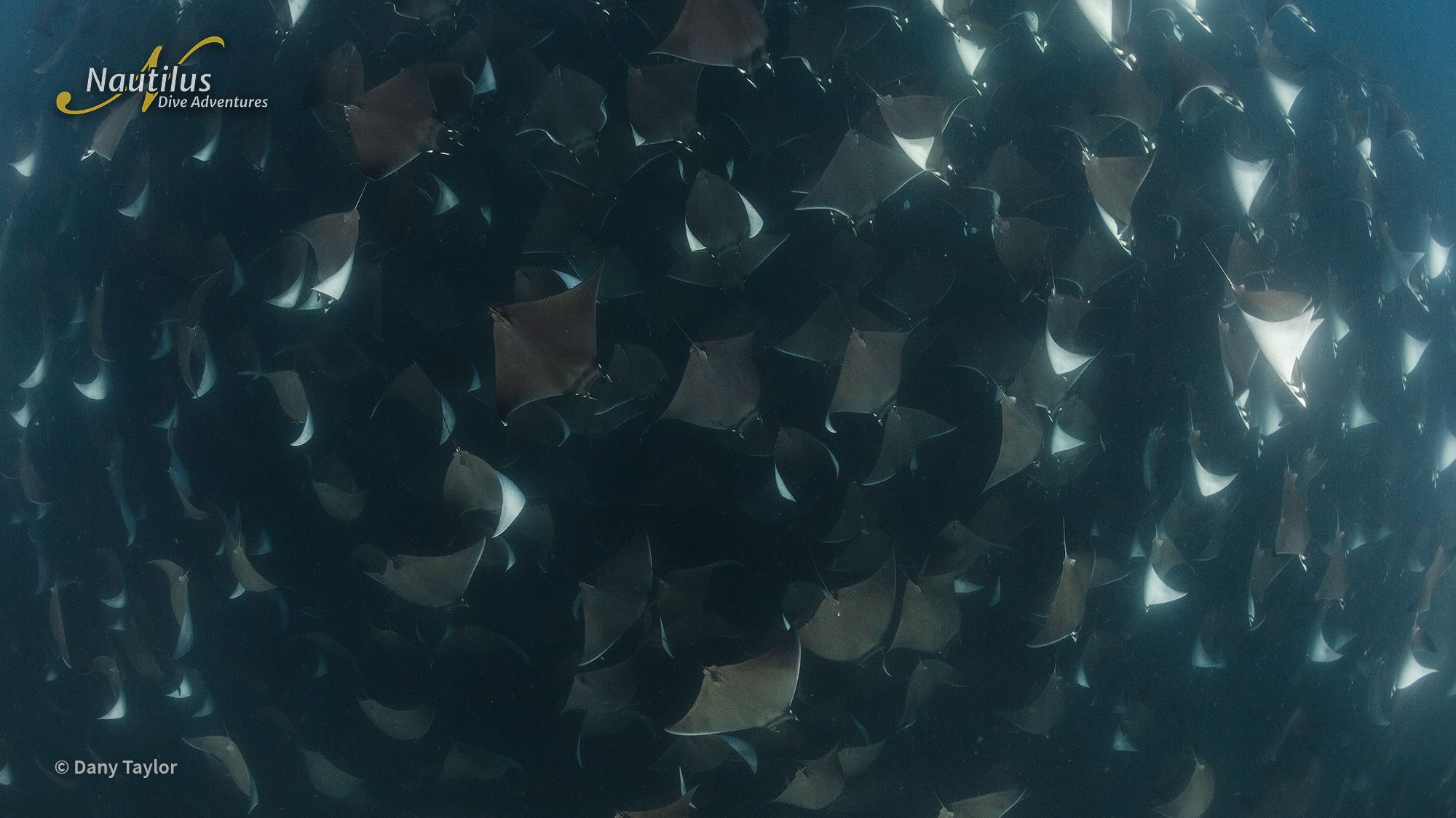 Mobulas, Cetaceans, and Orcas - Sea of Cortez 14