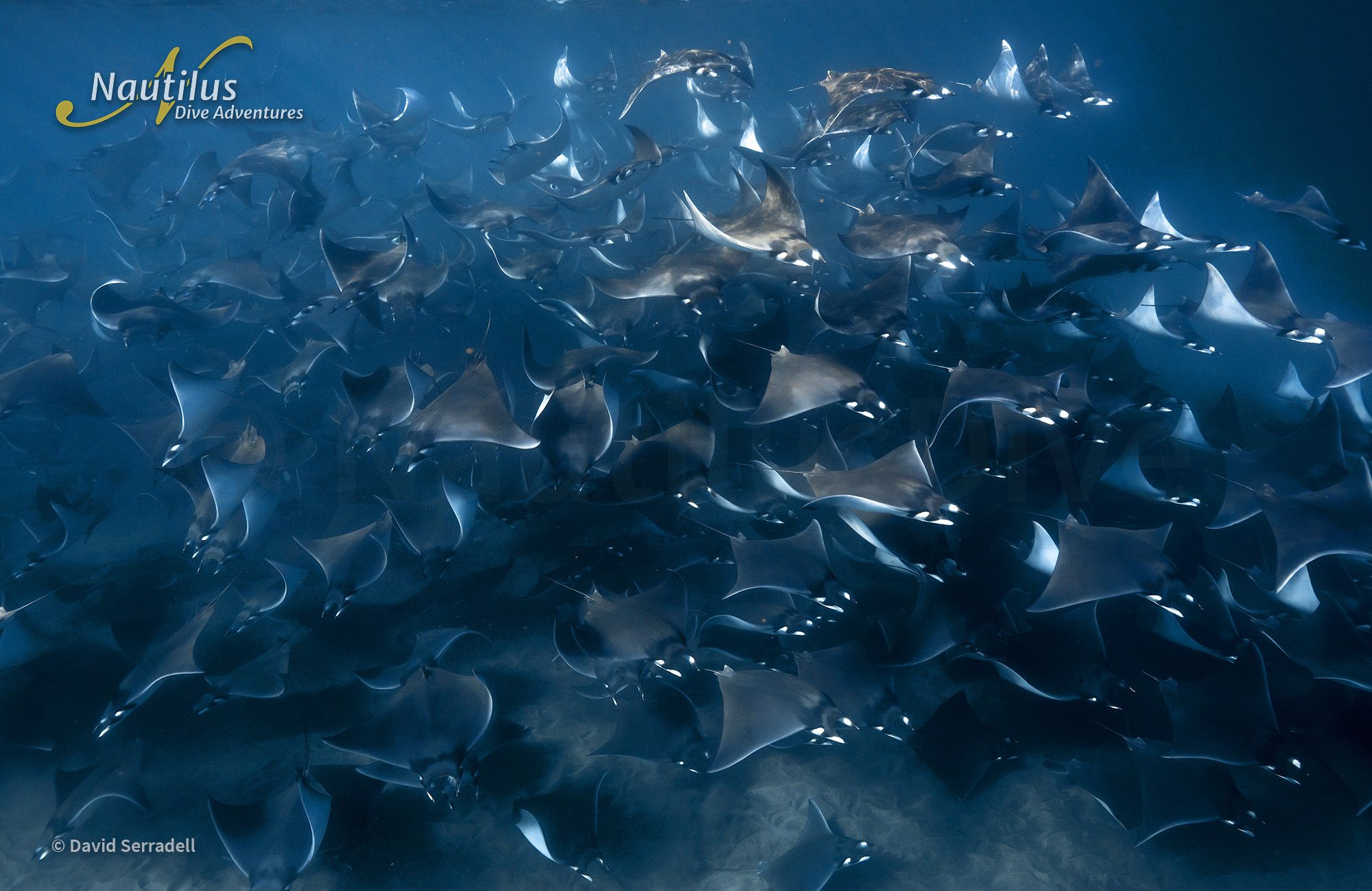 Mobulas, Cetaceans, and Orcas - Sea of Cortez 4