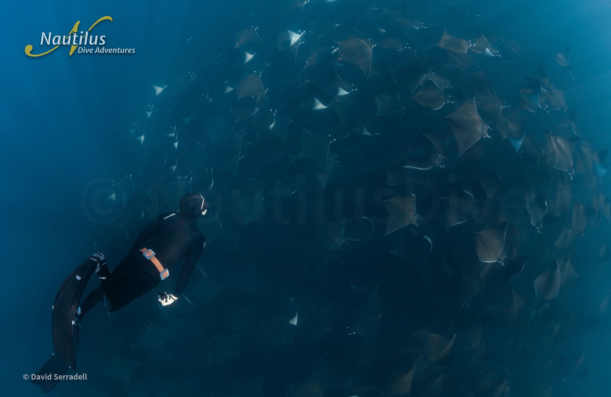 Mobulas, Cetaceans, and Orcas - Sea of Cortez 11