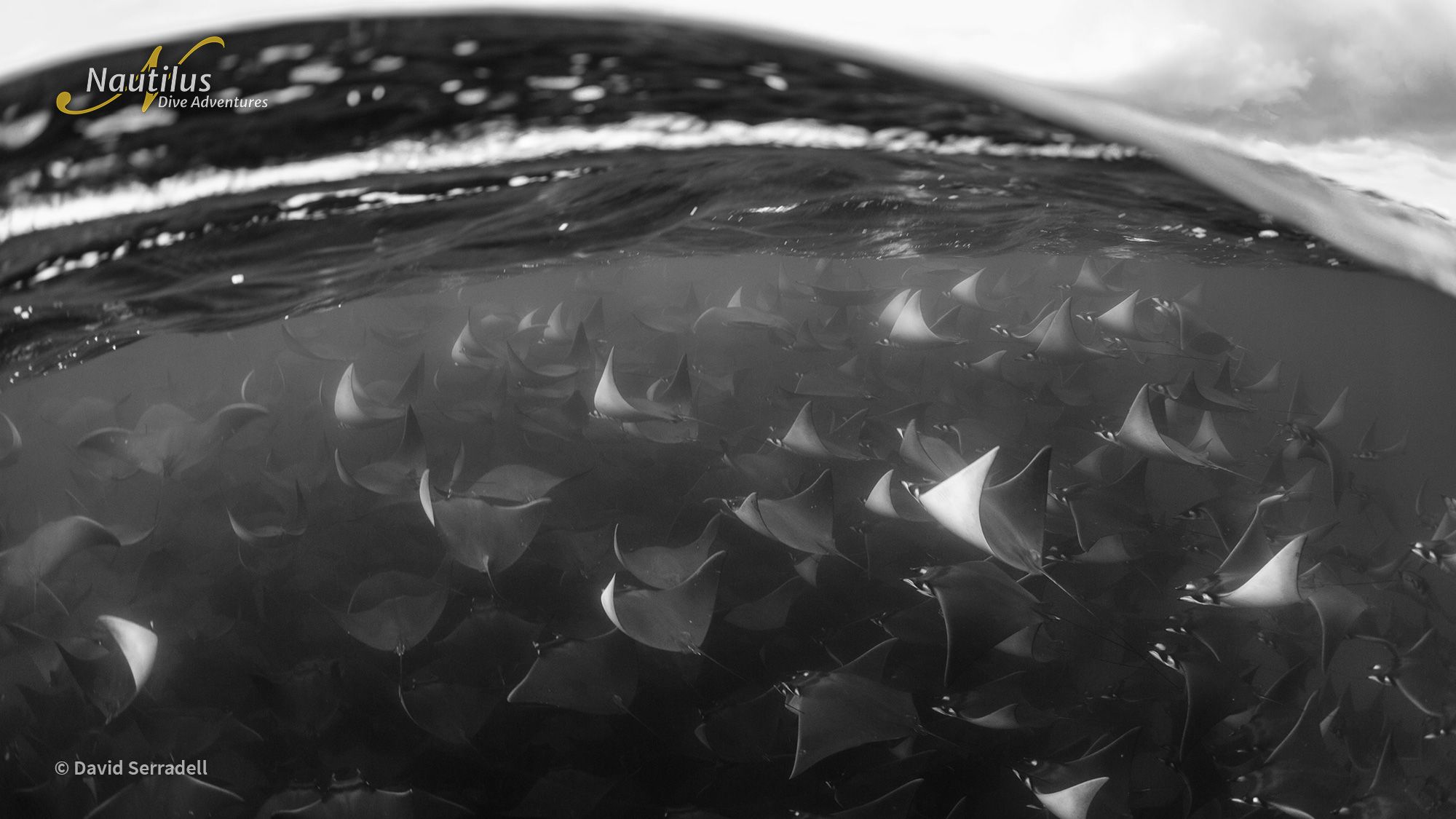 Mobulas, Cetaceans, and Orcas - Sea of Cortez 13