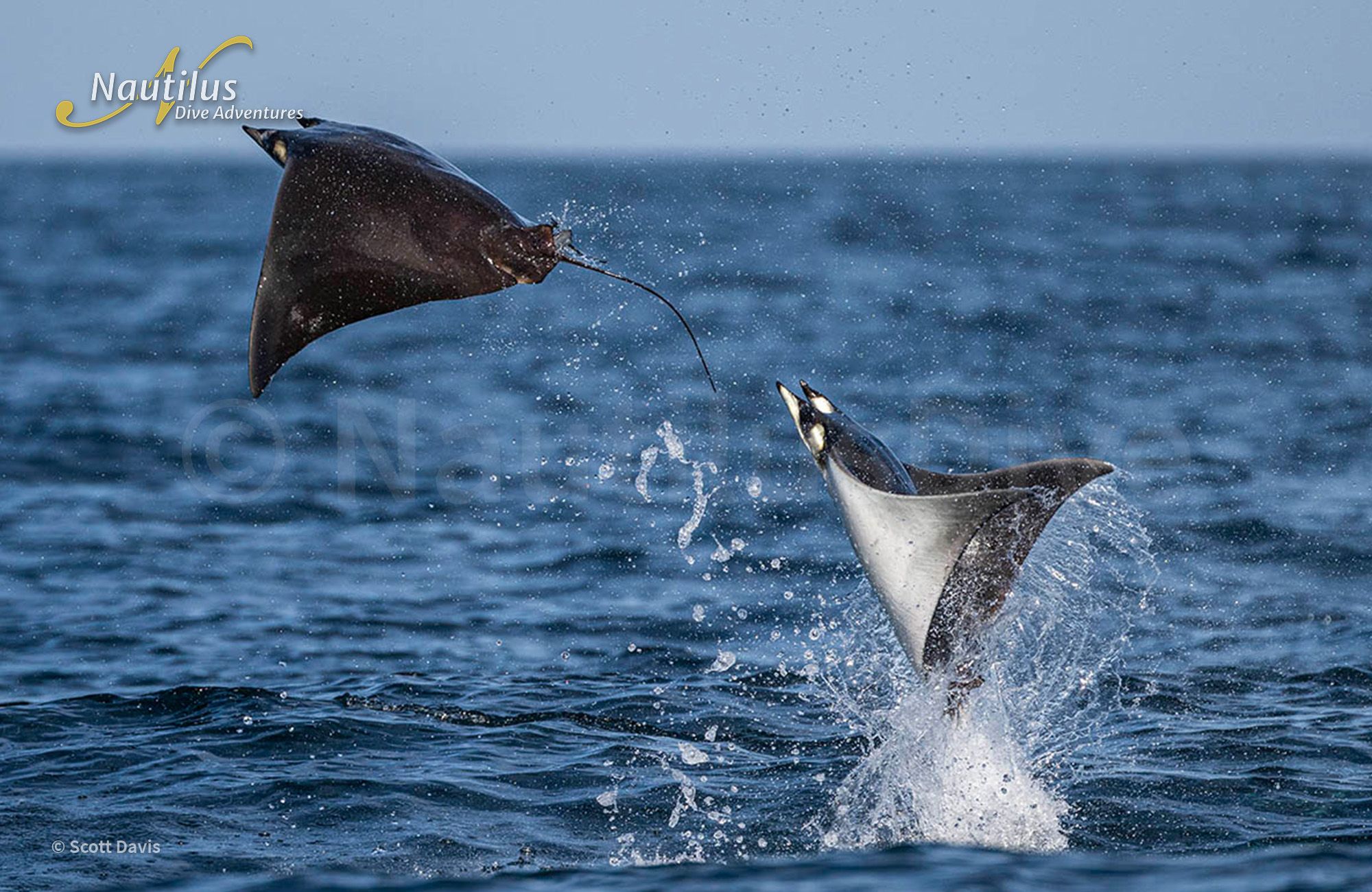 Mobulas, Cetaceans, and Orcas - Sea of Cortez 12