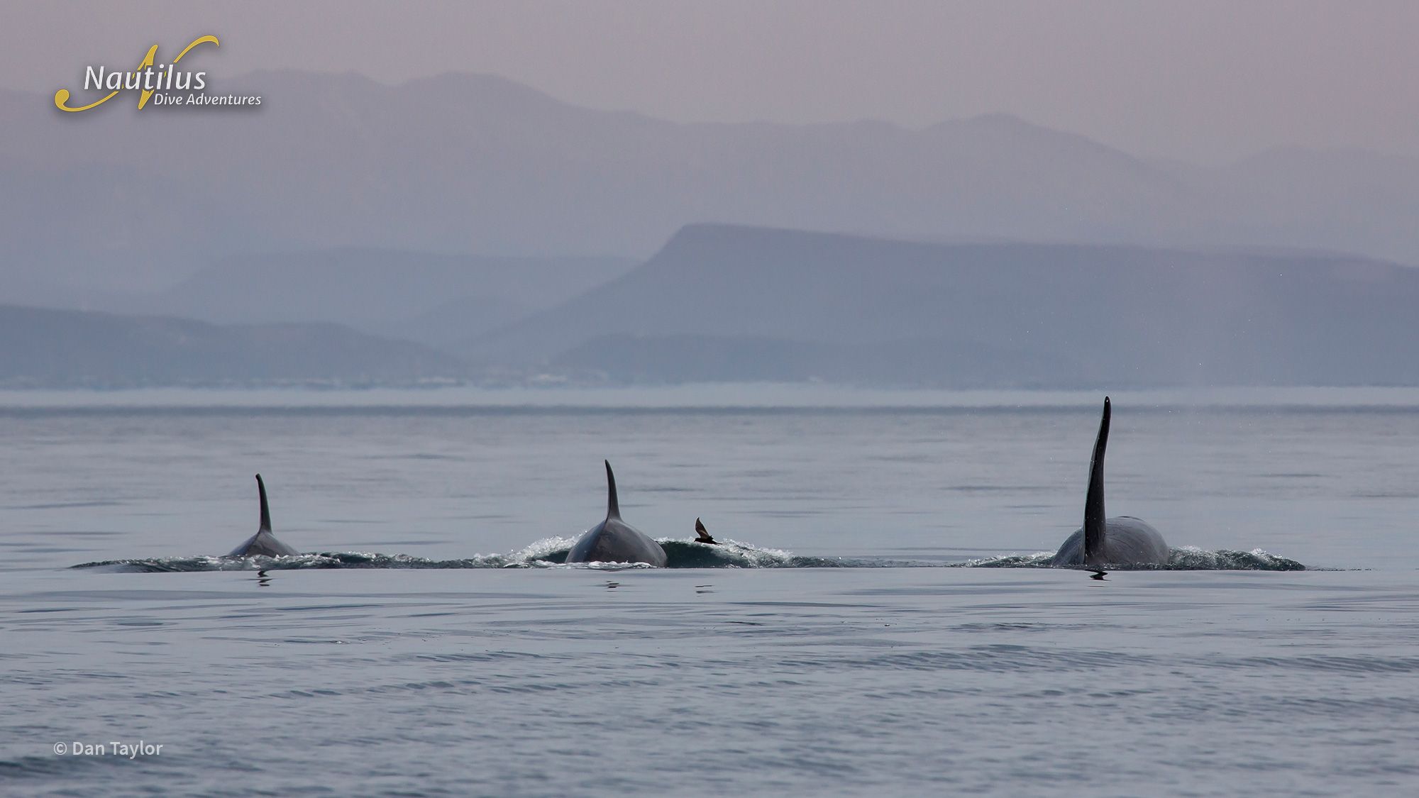 Mobulas, Cetaceans, and Orcas - Sea of Cortez 5