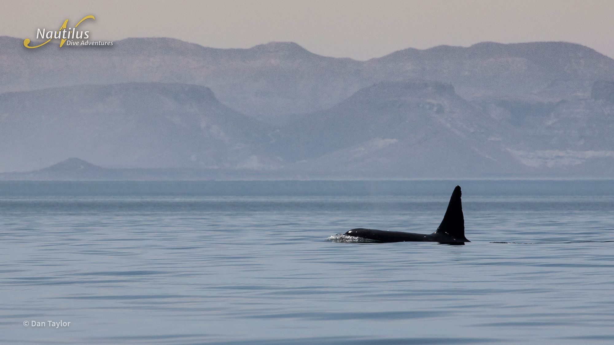 Mobulas, Cetaceans, and Orcas - Sea of Cortez 3
