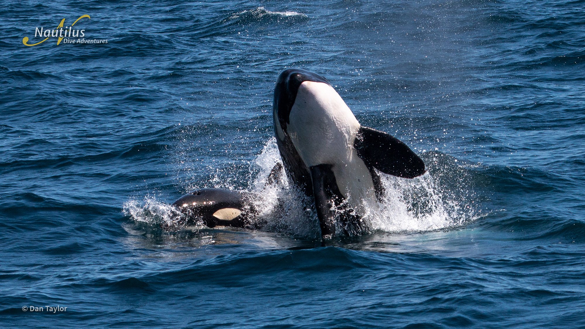 Mobulas, Cetaceans, and Orcas - Sea of Cortez 1