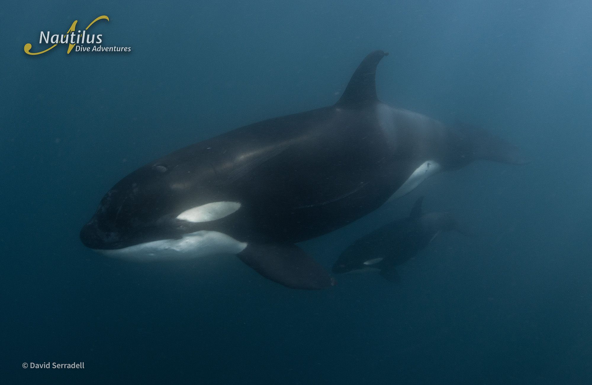 Mobulas, Cetaceans, and Orcas - Sea of Cortez 8