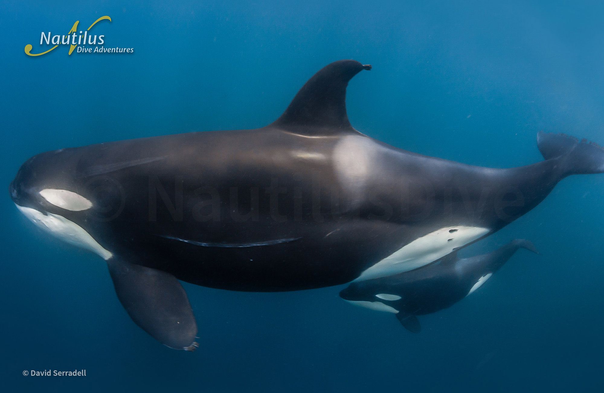 Mobulas, Cetaceans, and Orcas - Sea of Cortez 9