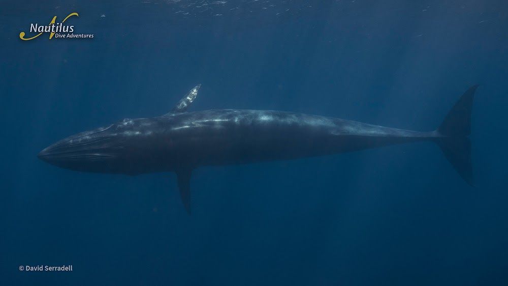 Ultimate Whale Shark Expedition en el Mar de Cortés 8