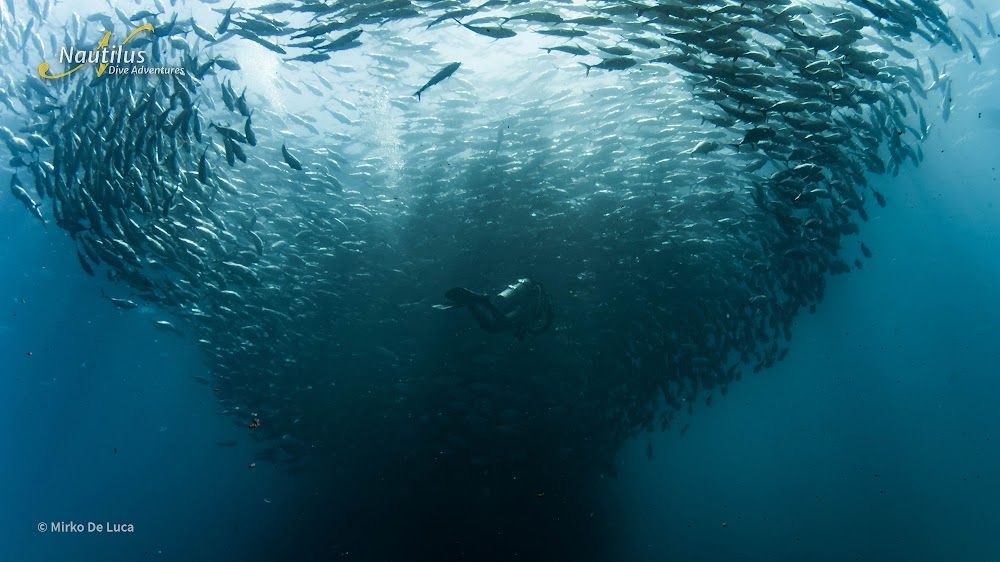 Ultimate Whale Shark Expedition en el Mar de Cortés 4