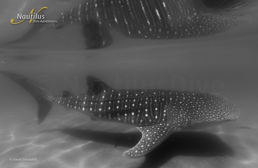 Ultimate Whale Shark Expedition en el Mar de Cortés 1