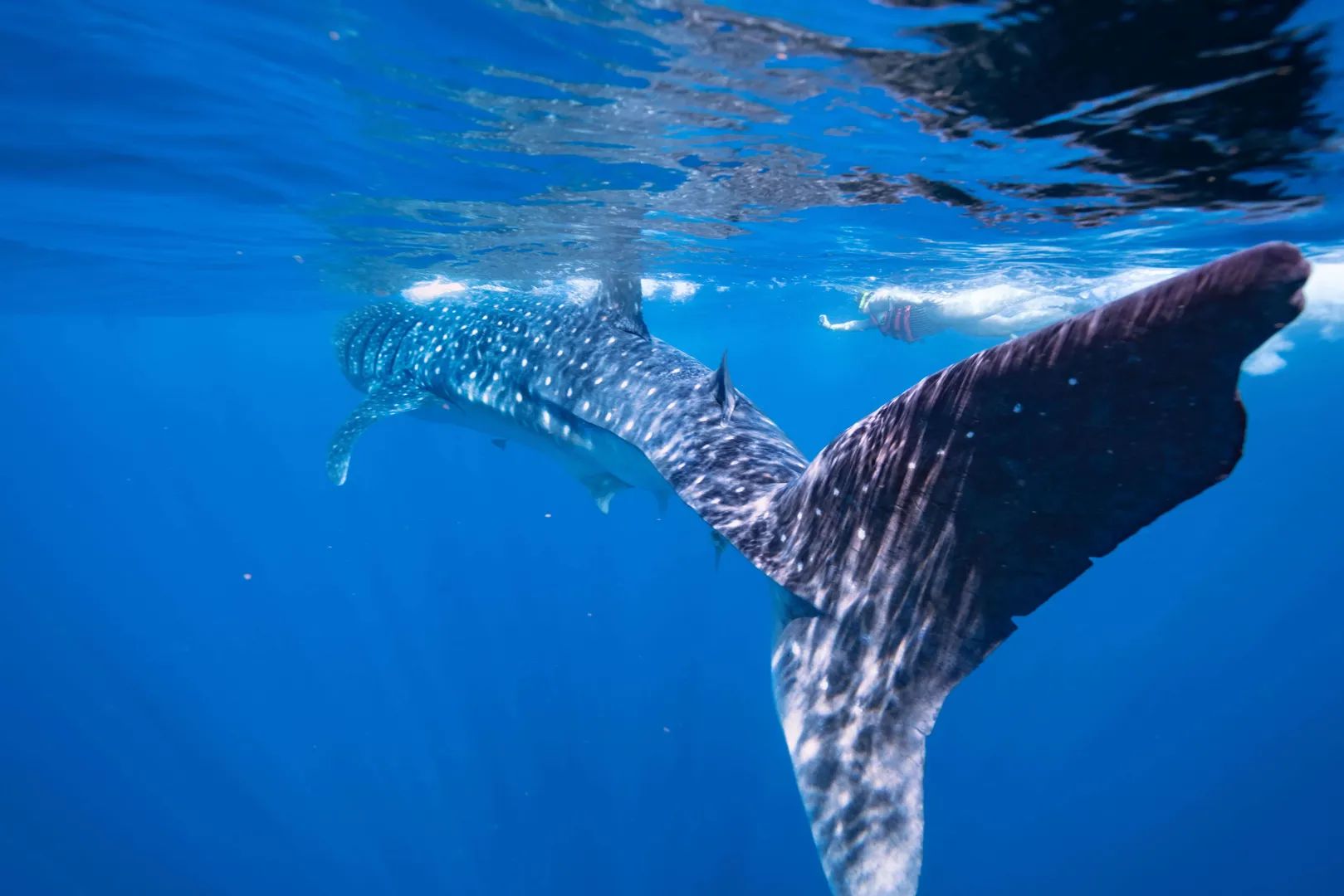 Tour Privado de Nado con Tiburones Ballena desde Cancún y Riviera Maya 3