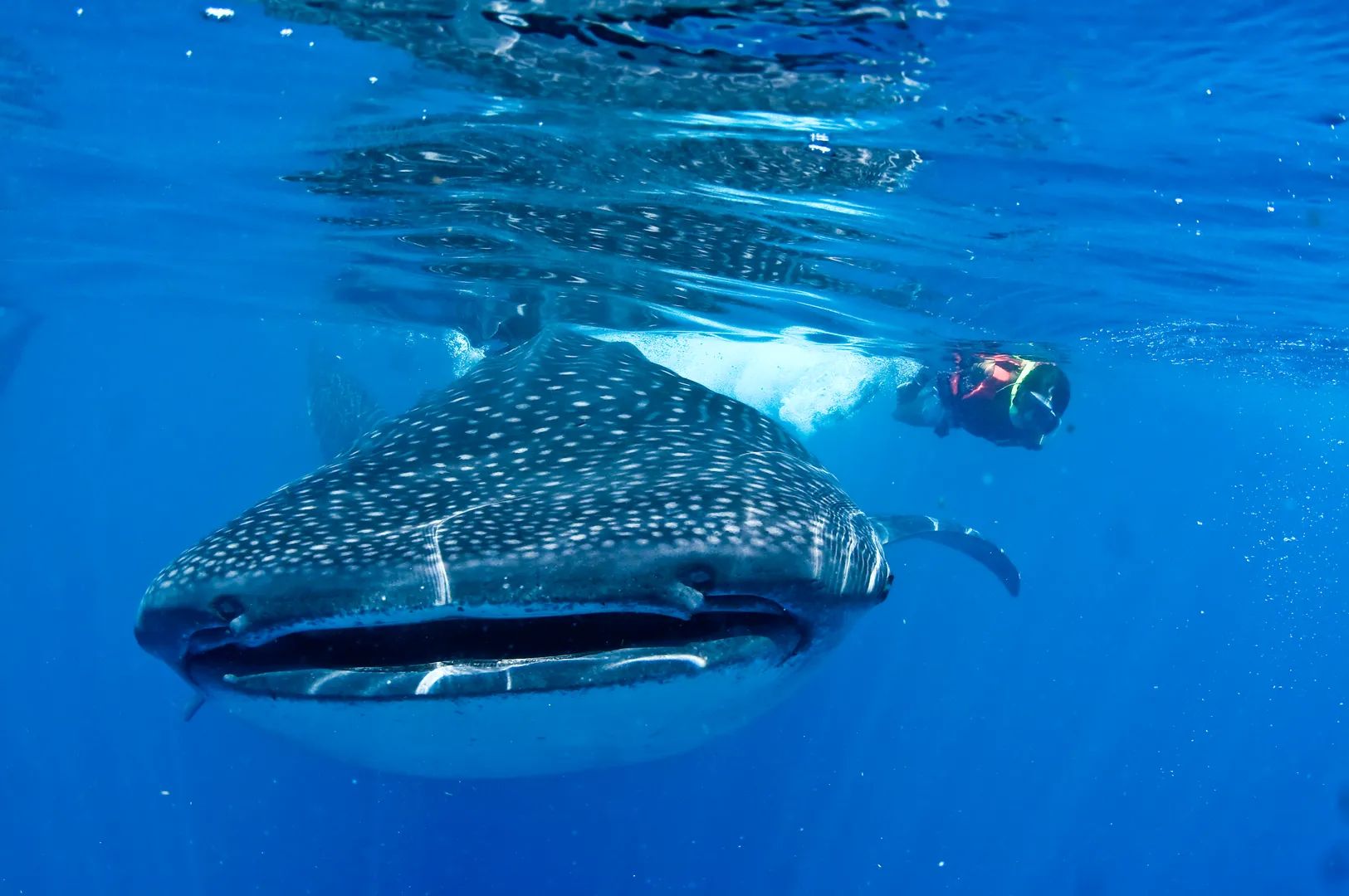 Tour Privado de Nado con Tiburones Ballena desde Cancún y Riviera Maya 2