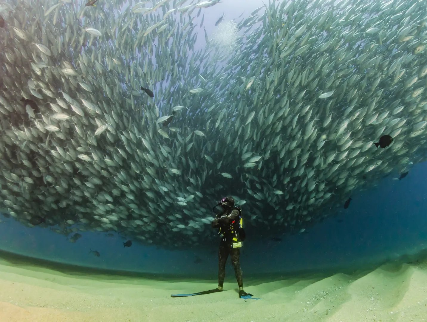 Buceo En Cabo Pulmo Desde Cabo San Lucas 1