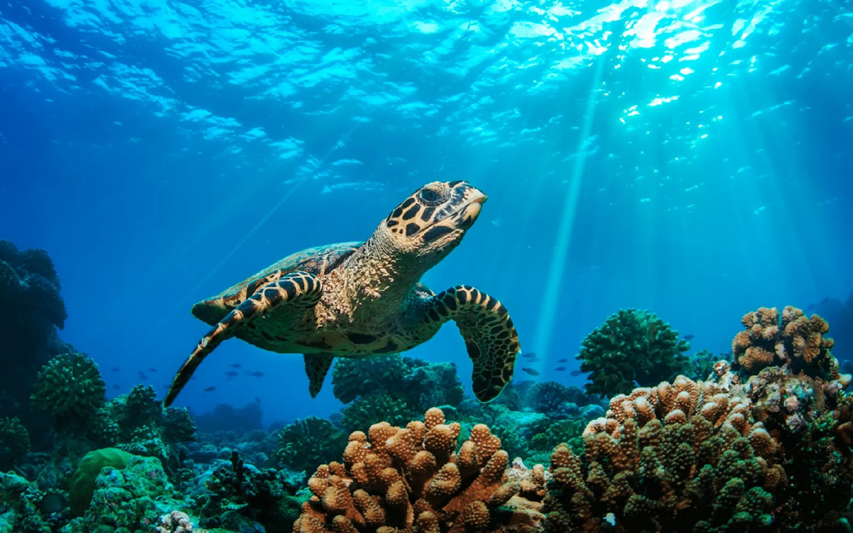 Buceo En Cozumel Desde Playa Del Carmen - No Ferry 1