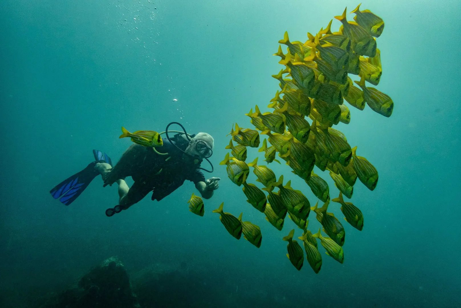 Diving For Certified Divers In Cabo San Lucas Marine Reserve 1