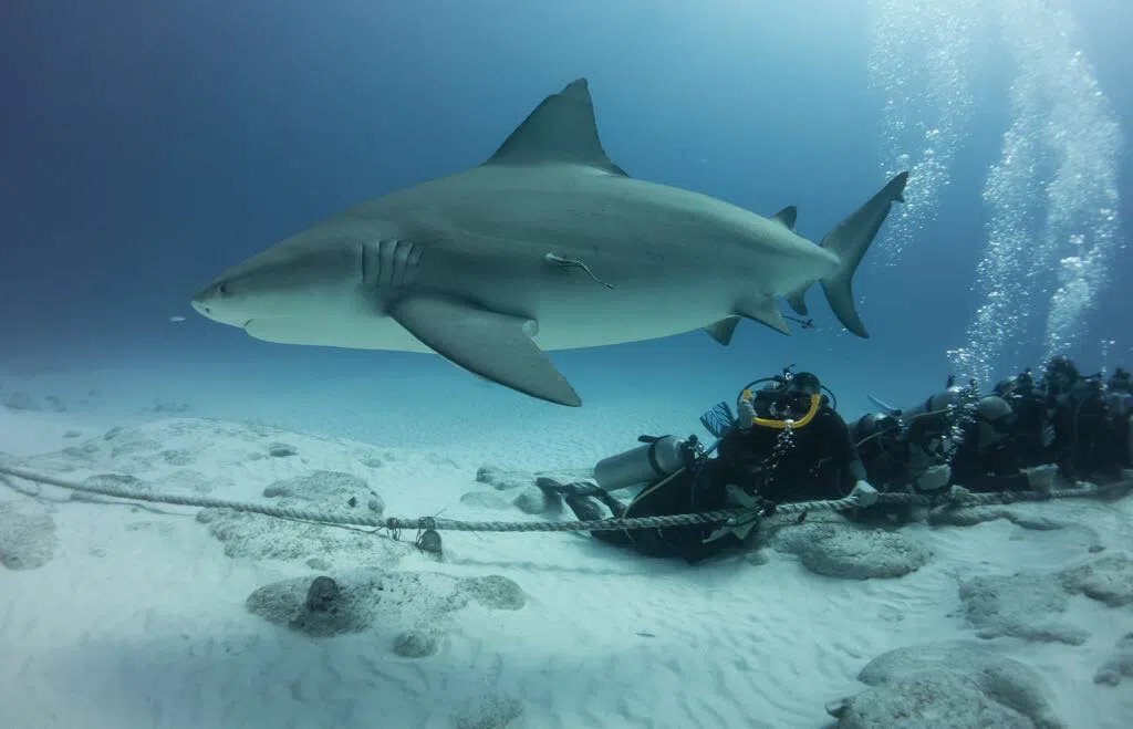 Bull Shark Discovery + Reef Dive 1