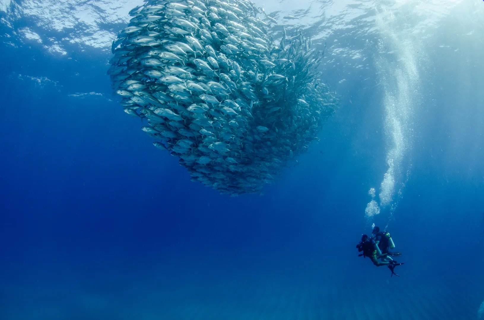 Discover Scuba Diving Cabo Pulmo 1