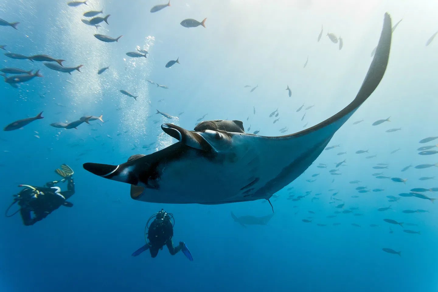 Diving In La Paz 1