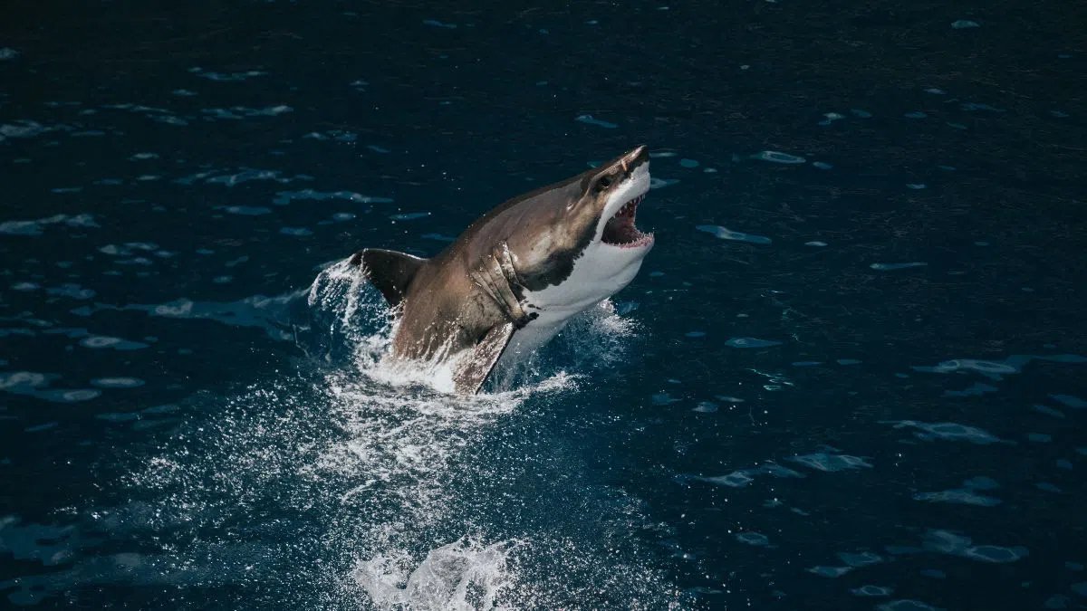 Guadalupe Great White Sharks - Solmar V 1