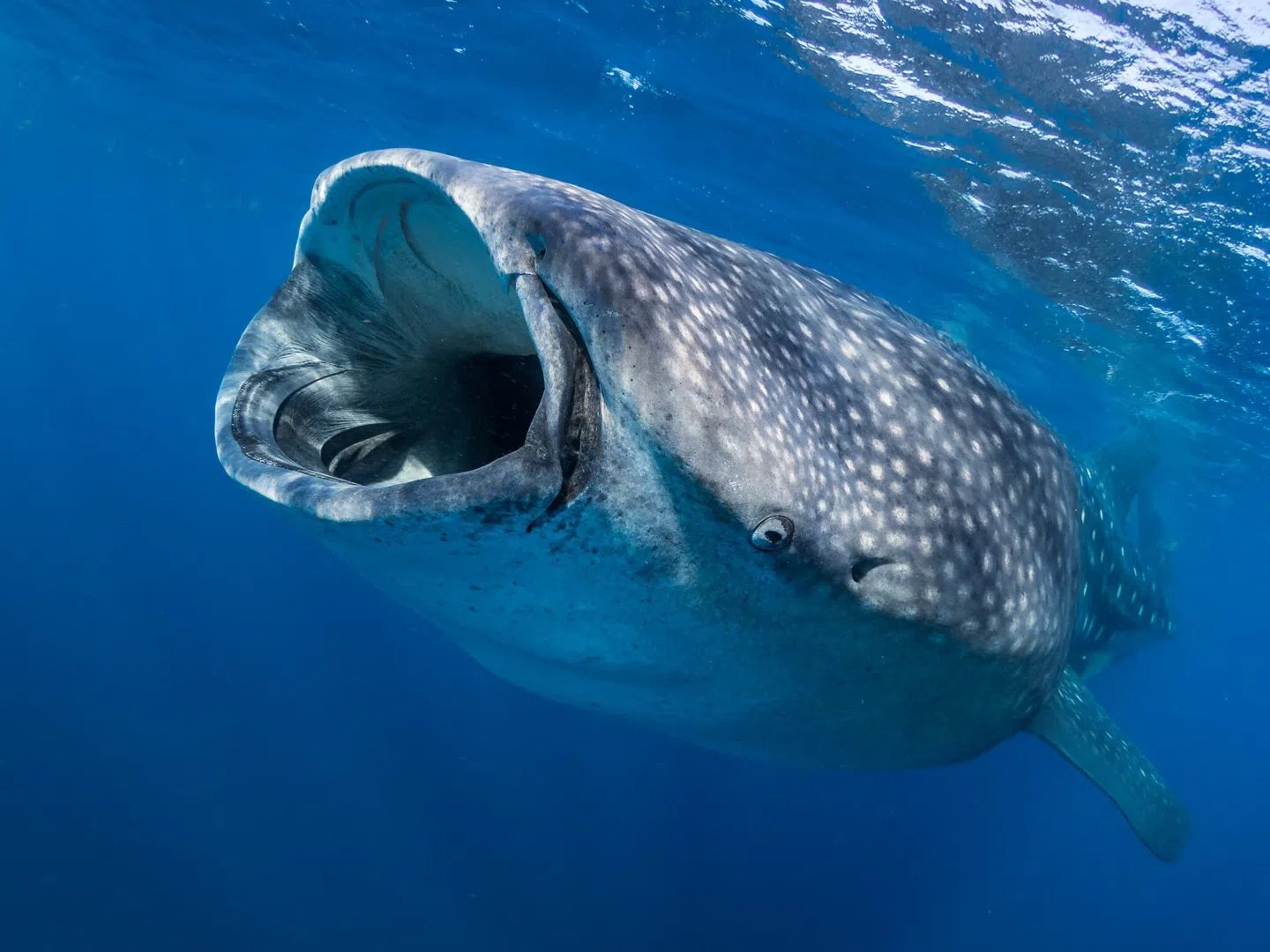 Swim with Whale Sharks From Cancun and Riviera Maya 1