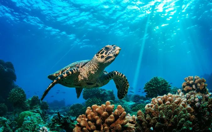 Diving In Cozumel From Playa Del Carmen