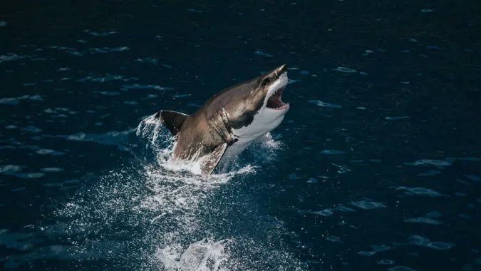 Tiburones Blancos en Isla Guadalupe - Solmar V